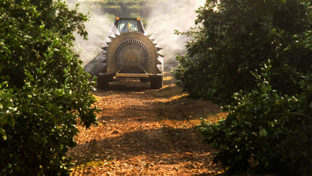 looking down between trees in a navel orange orchard, an acricultural machine is spraying fungicide at the end of the aisle