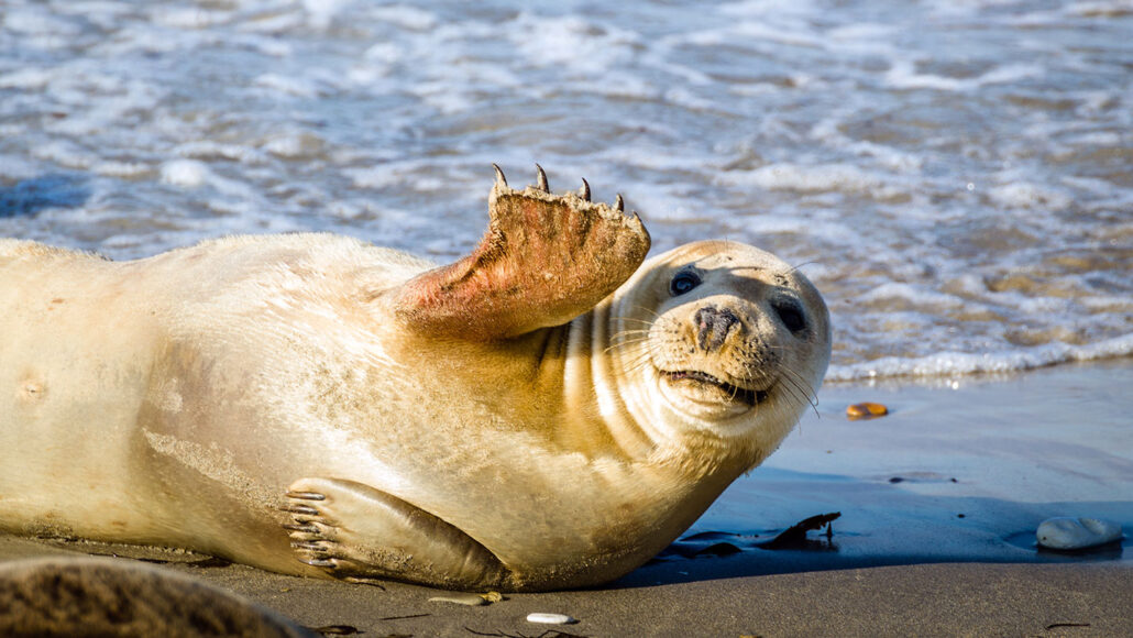 a photo of a furry seal reclining on the seashore and waving at the camera