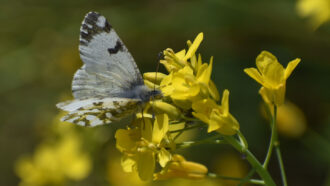 a close-up photo of a grey and white butterfly sipping nectar from yellow flowers
