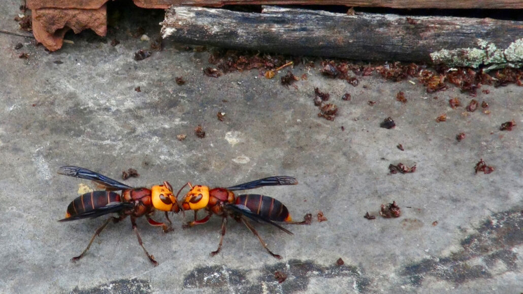 Is This an Asian Giant Hornet?