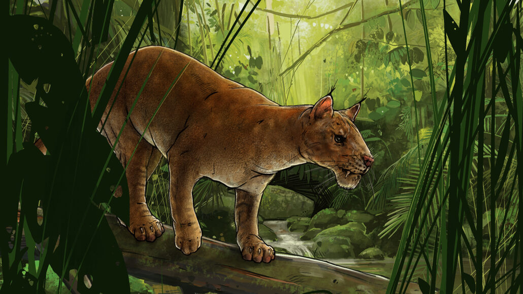 Deinotheres for lunch? A sabertooth's tough-skinned diet