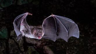 A vampire bat in flight at night