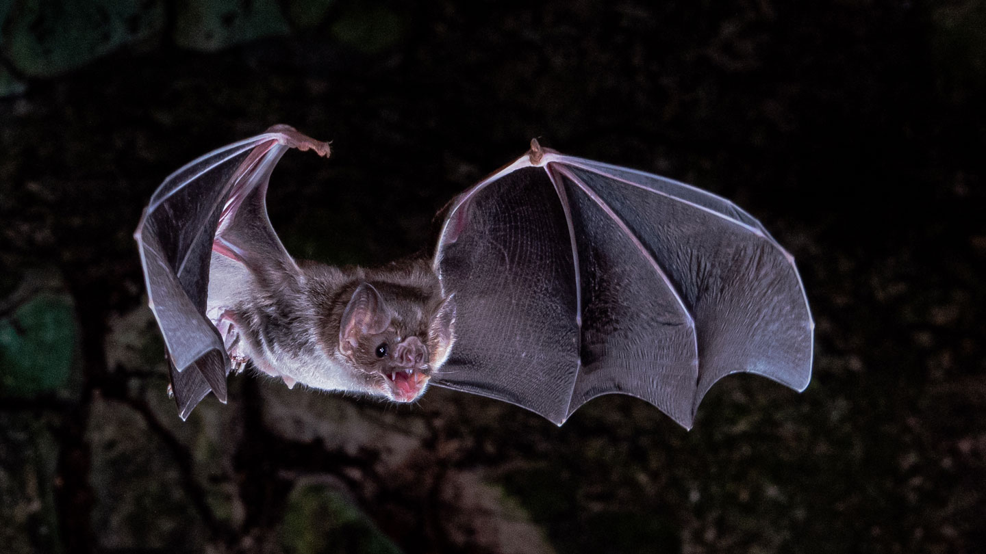 How Long Can Bats Survive Without Food and Water: The Power of Adaptation