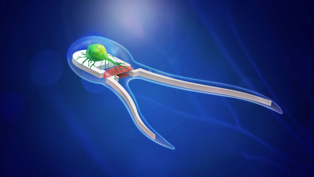 an illustration of a "biohybrid robot" a green motor neuron cell blob on top of a wishbone shaped skeleton. The neuron connects to muscle tissue around the neck of the wishbone, so the legs can act as pinchers and create a swimming motion. The whole robot is encased in a clear covering.
