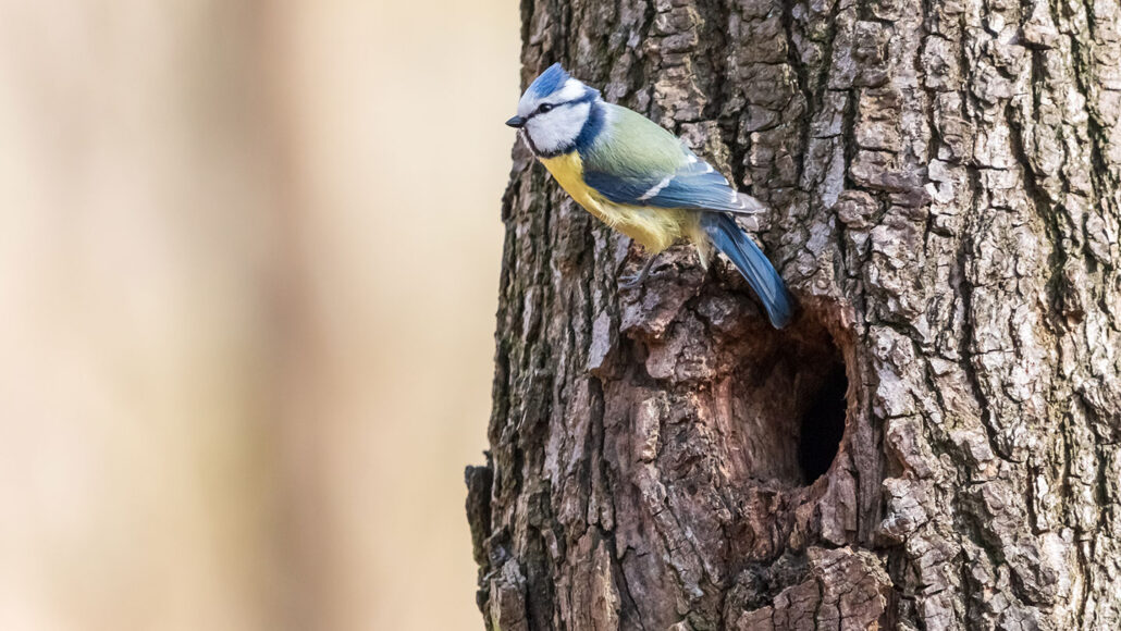 a blue tit, a small songbird, perches on a tree trunk above a nest hollow