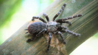 a photo of the newly discovered Taksinus bambus, showing the tarantula on a bamboo stem. The spider is dark grey with light pink pink hairs on abdomen and appendages