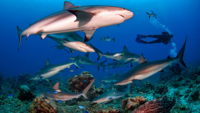 an underwater photo showing Caribbean reef sharks swimming near a coral reef. A scuba diver is in the background.