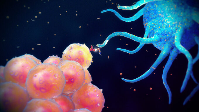 a computer illustration of a blue dendritic cell holding a microbe on the end of a dendrite towards a B cell. The B cell is round and mottled red and yellow in color.