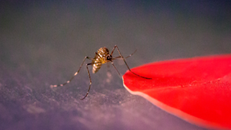 a photo of a mosquito with one foot on a red shape