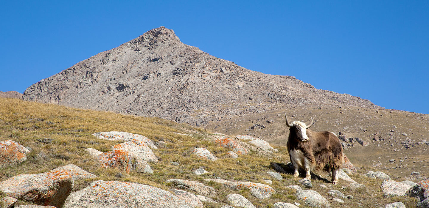 a photo of a yak standing on a hilly slope in front of a mountain peak. The sky is perfectly blue and clear of clouds