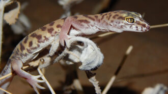 a western banded gecko perched on a branch