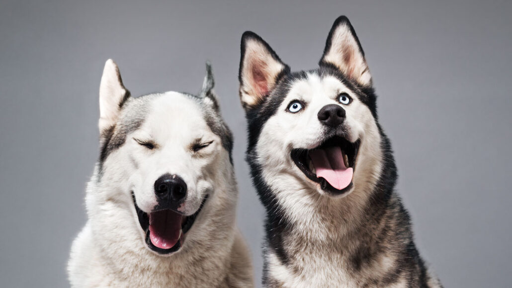 photo of two huskies who appear to be smiling