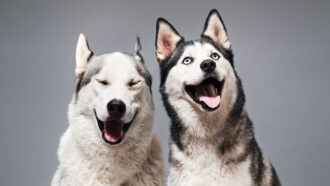 photo of two huskies who appear to be smiling