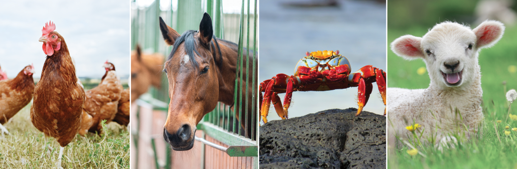 side-by-side photos of chickens, a horse, a crab and a lamb