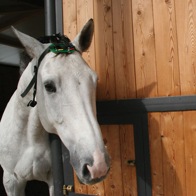 a white horse wearing an EEG headset and peeks out of a stall