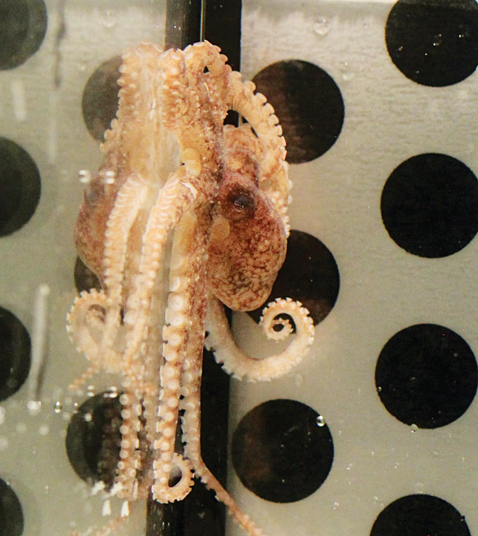 photo of an octopus on the side of a three-chambered box