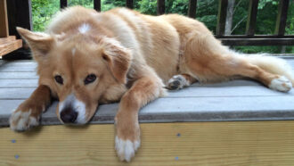 Jack, the pit-husky mixed breed, lounges on the porch and appears unimpressed
