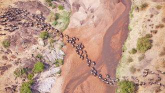 an aerial view of African terrain shows a stream of dozens, perhaps hundreds of wildebeests crossing the landscape