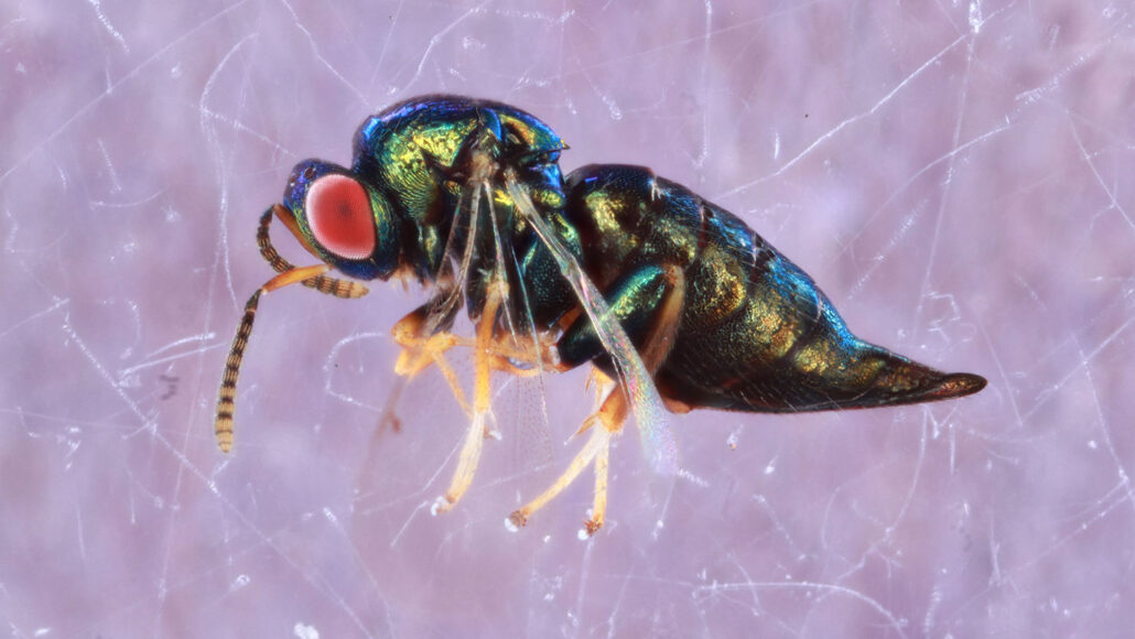 a photo of a small wasp with red eyes, yellow appendages, and a metallic green body against a light purple background