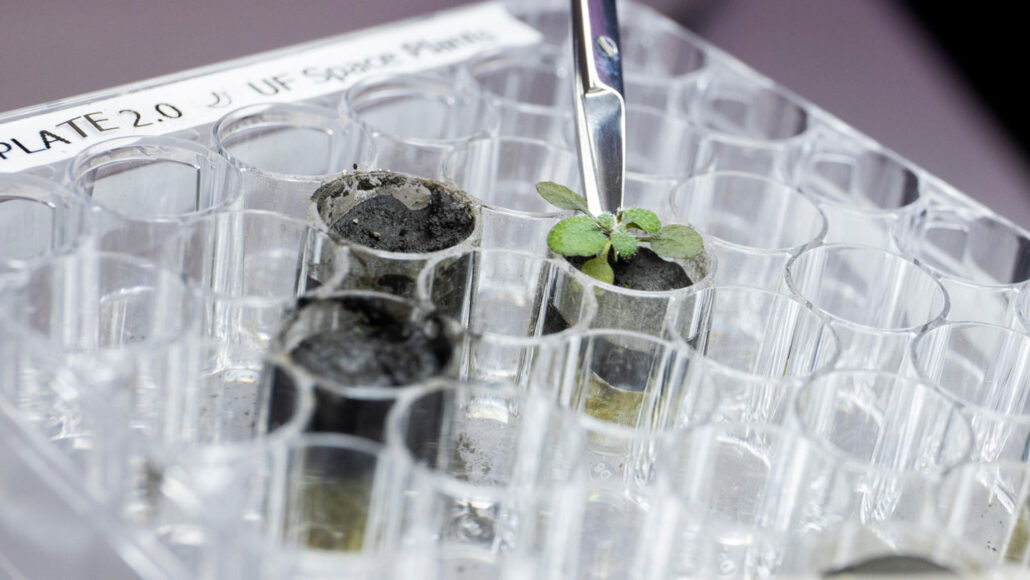 a row of vials, three filled with moon dirt, including one with a thale cress seedling