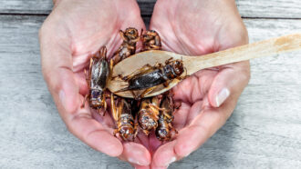 two hands cupped together hold a handful of crickets, one of which is being scooped up by a wooden spoon