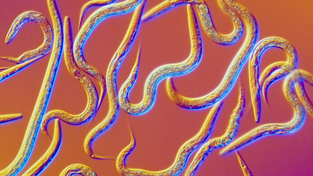 Like bloodhounds, worms are sniffing out human cancers