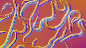 a microscopic image of many C. elegans worms against an orange and pink background