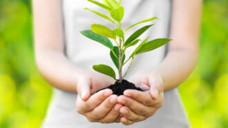 a woman holds a sapling plant in cupped-together hands