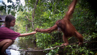 an orangutan standing on a branch reaches out over a body of water to touch hands with a girl crouching on a wooden platform