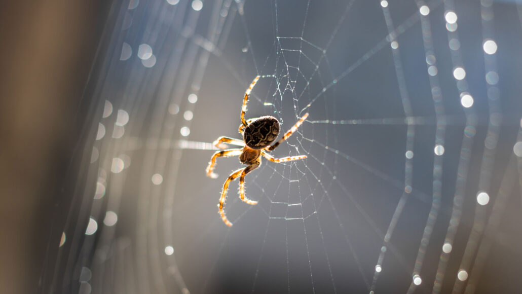Orb-weaving spiders use their webs like external eardrums