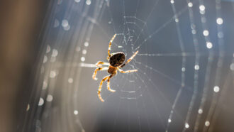 an orb-weaving spider sits in the center of its dewy web
