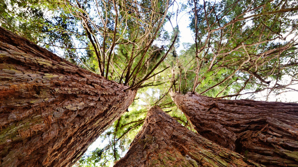 the camera looks up at a group of redwood trees to peer at the sky through their leaves