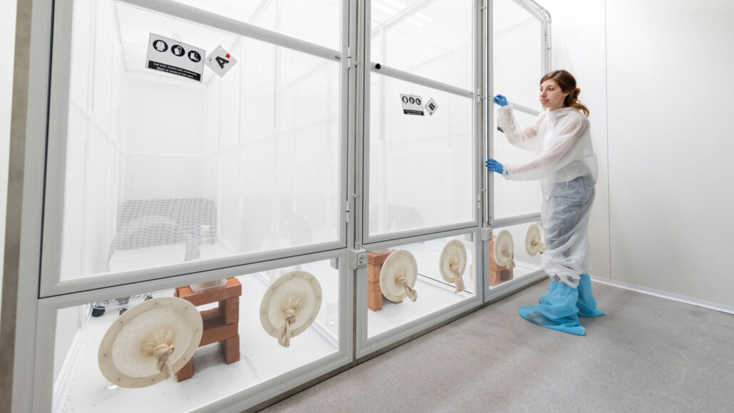 a scientist in front of cages full of mosquitos at a lab in Terni, Italy