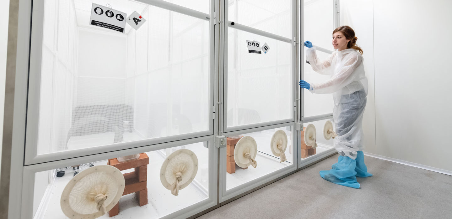 a scientist in front of cages full of mosquitos at a lab in Terni, Italy