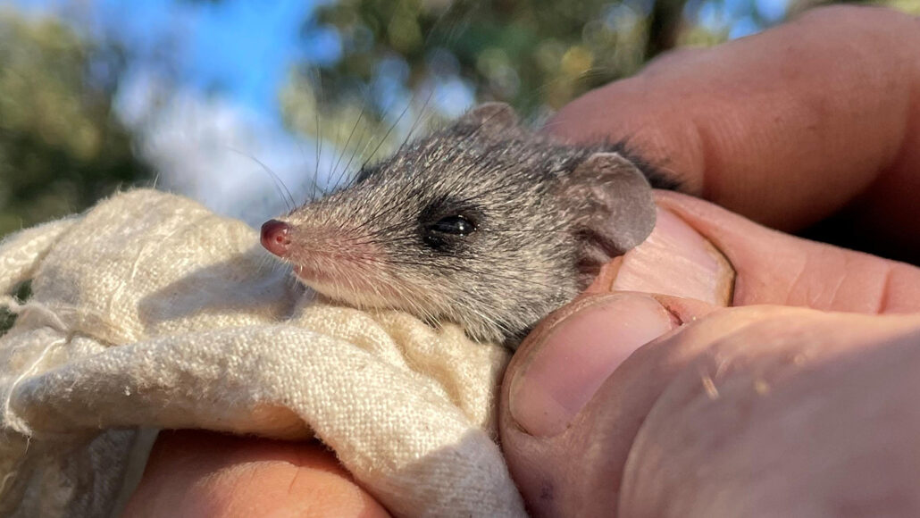 someone holds a Kangaroo Island dunnart on a piece of cloth