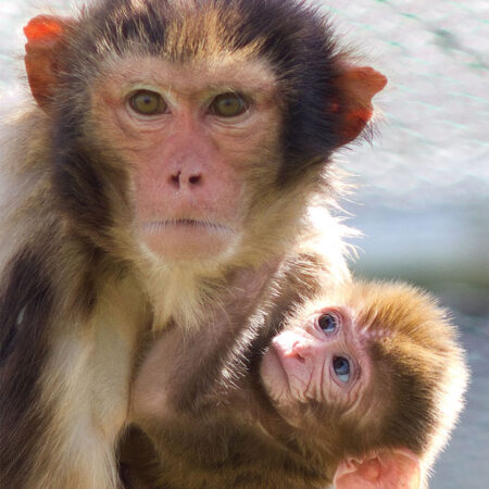 a photo of a rhesus macaque holding a baby