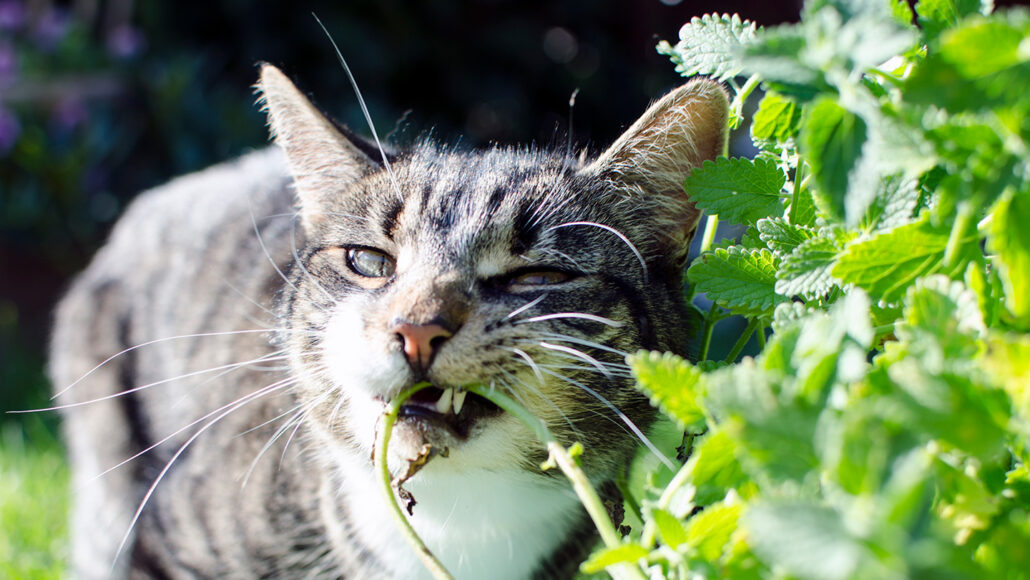 a cat chewing a catnip plant