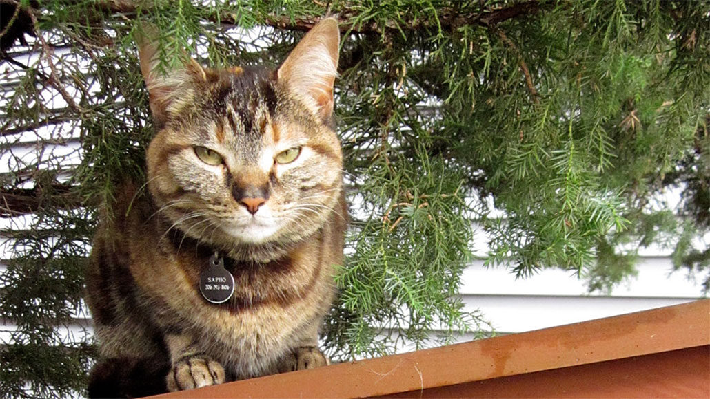 This is Soap the cat perched outside under a tree.