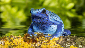a blue frog sits on a mossy surface in a body of water