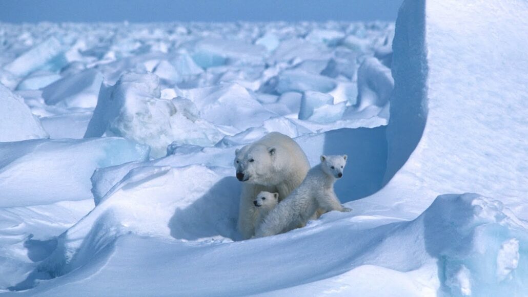 a photo of two baby polar bears and a mother polar bear on an icy landscape