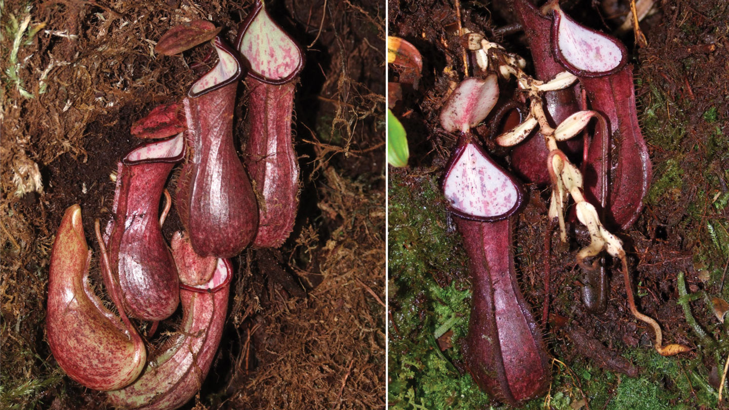 Carnivorous Plant Resource - Learn Cultivation, Education