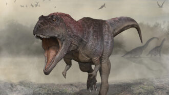 An illustration of Meraxes gigas, a large dinosaur with a big head, fearsome teeth and tiny arms similar to a T. rex, roaring, with other dinosaurs in the background