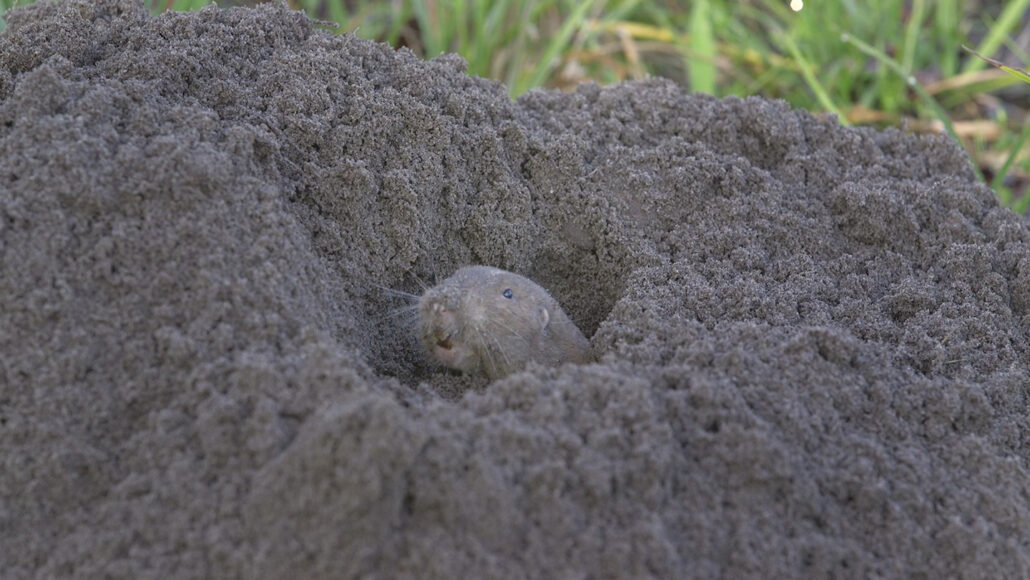 photo of a southeastern pocket gopher emerging from a hole