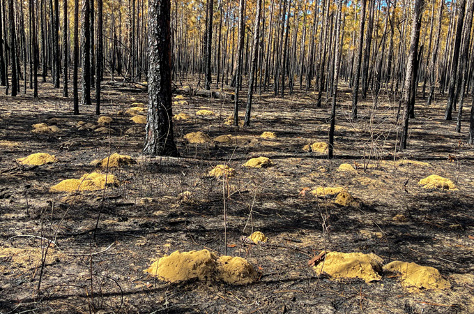 pocket gopher mounds in a forest