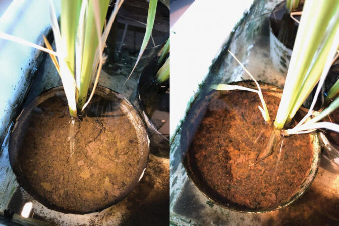 composite image of potted rice plant grown in soil with cable bacteria and potted rice plant grown in soil without cable bacteria