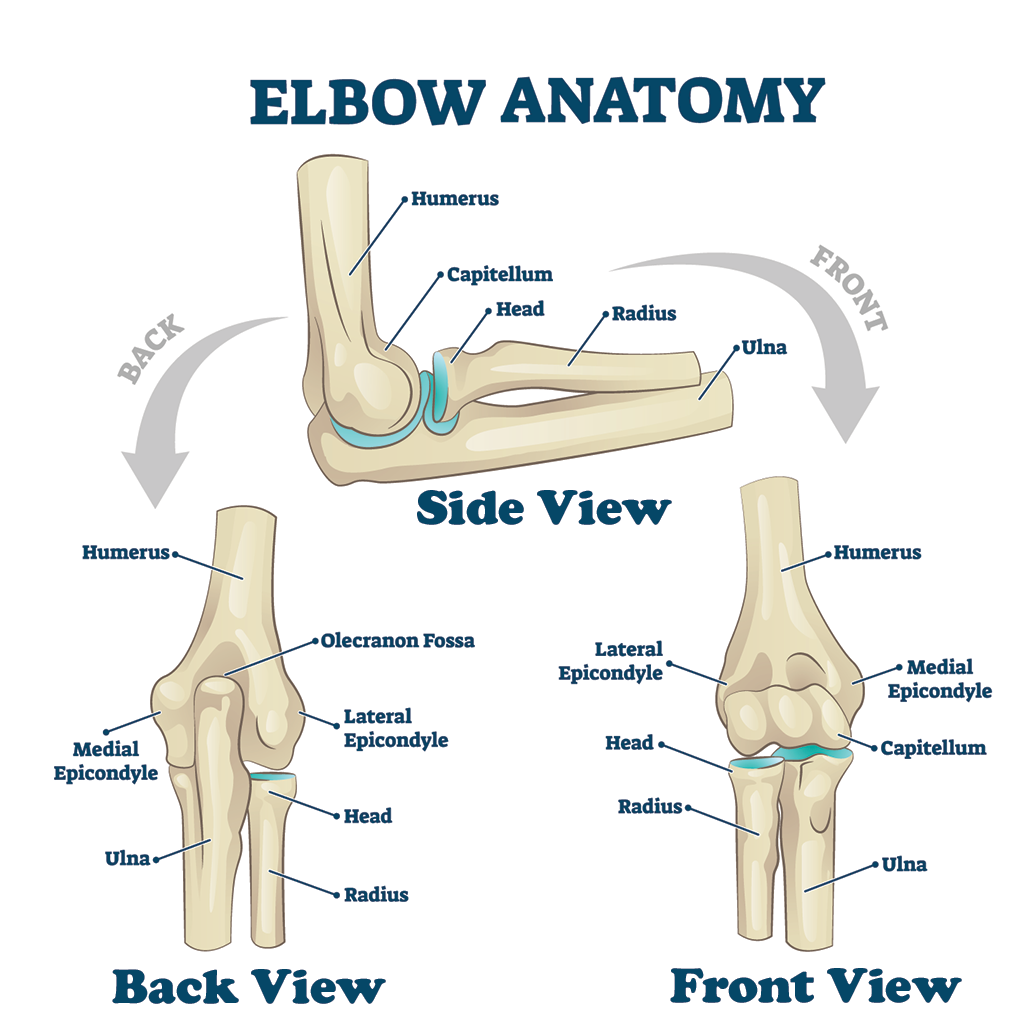a diagram showing how the bones in the elbow look from the side, back and front