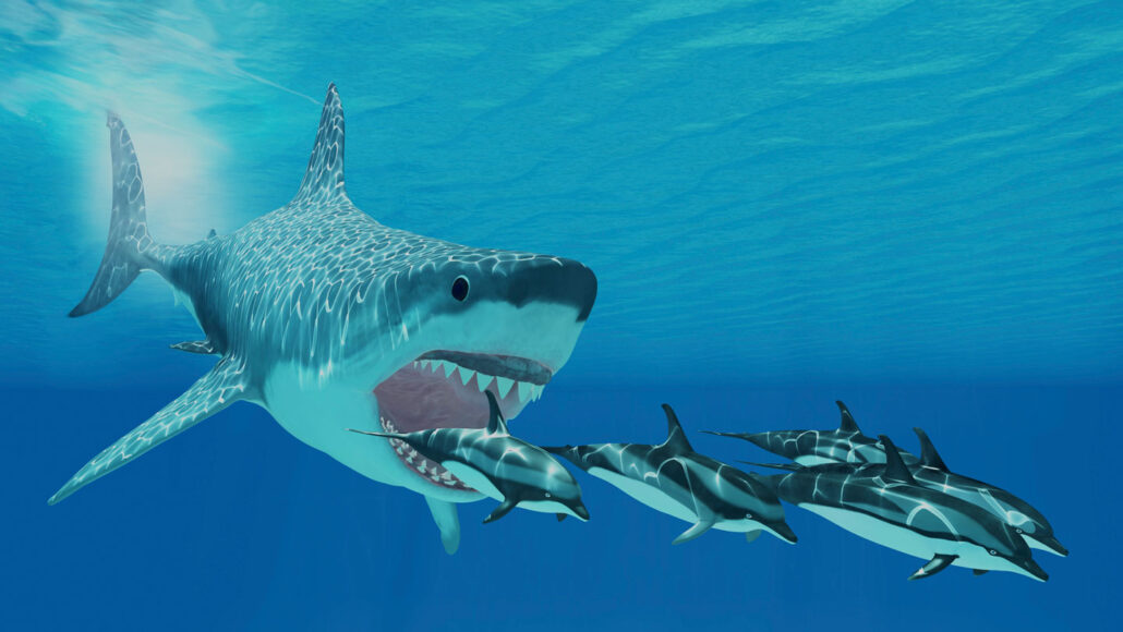 Great white sharks may be partly to blame for the end of megalodons