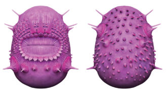 a 3-D reconstruction of Saccorhytus coronarius, which looks like a purple spiky cylinder with a large mouth