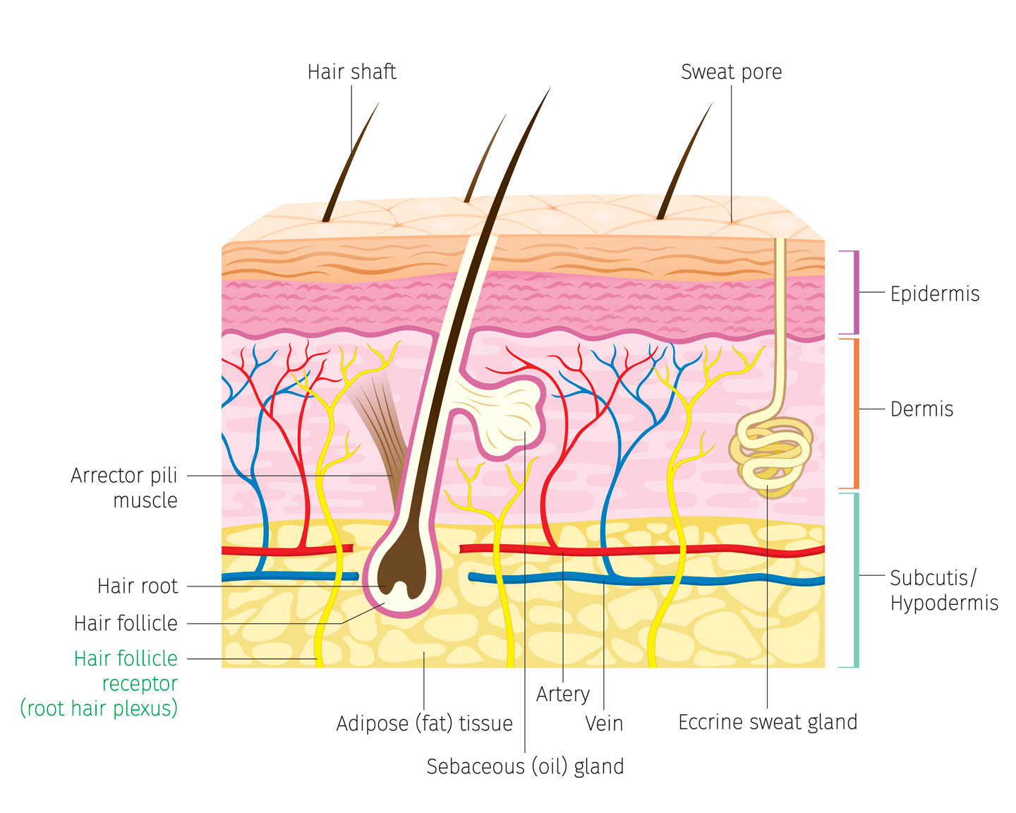 a diagram shows a cross section of human skin to reveal where the hair follicle is in relation to veins, sweat glands and other anatomical features