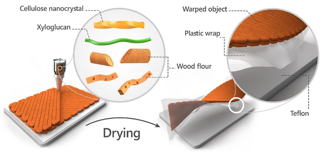 a diagram showing the process that causes the 3D printed wood to dry into a helical shape